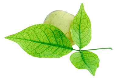 Bilva (Holy Bel) leaves